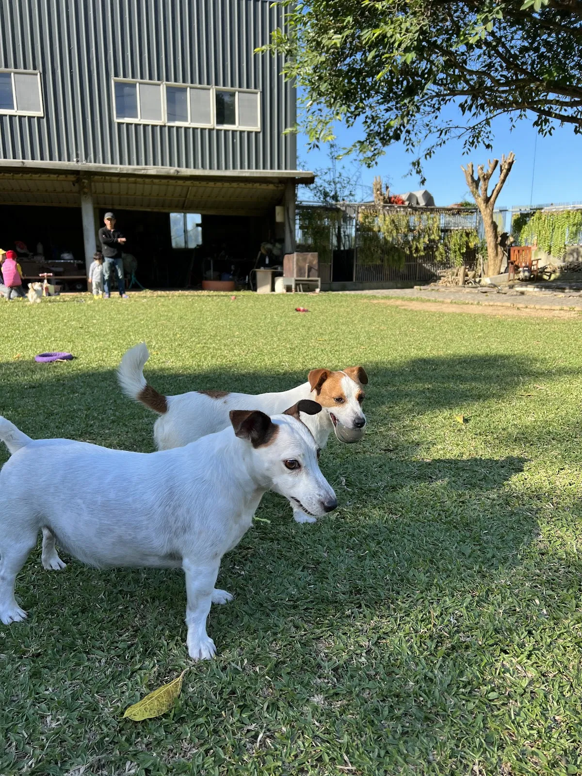 美妮洛飛傑克犬舍