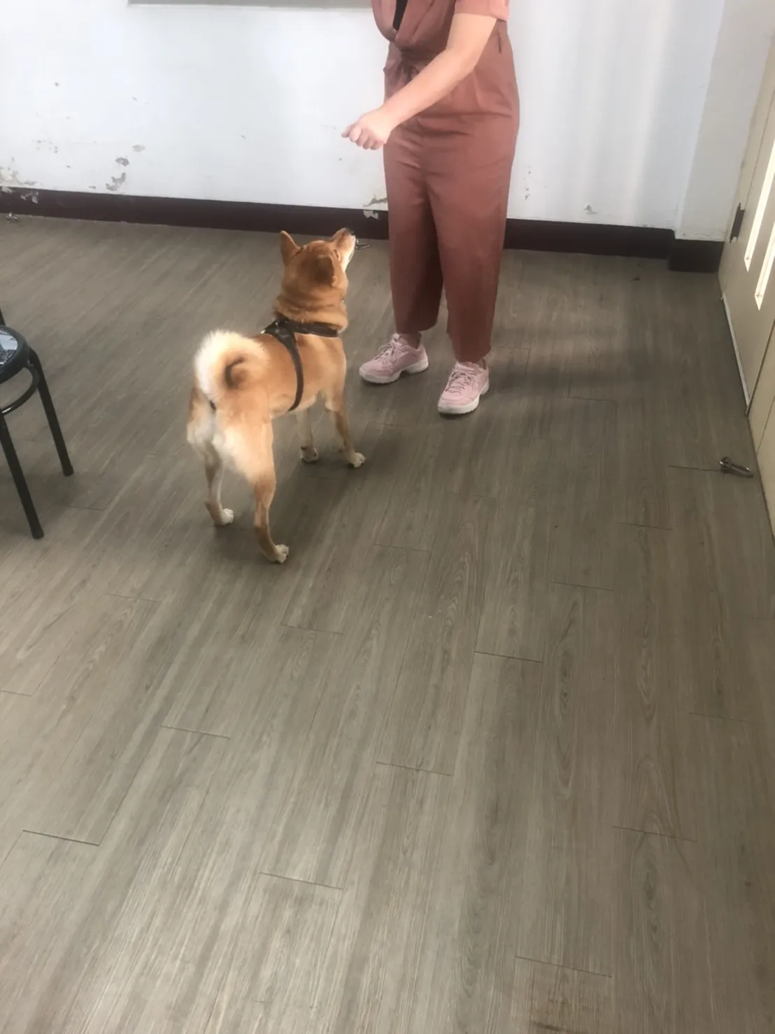 寶育愛犬訓練場