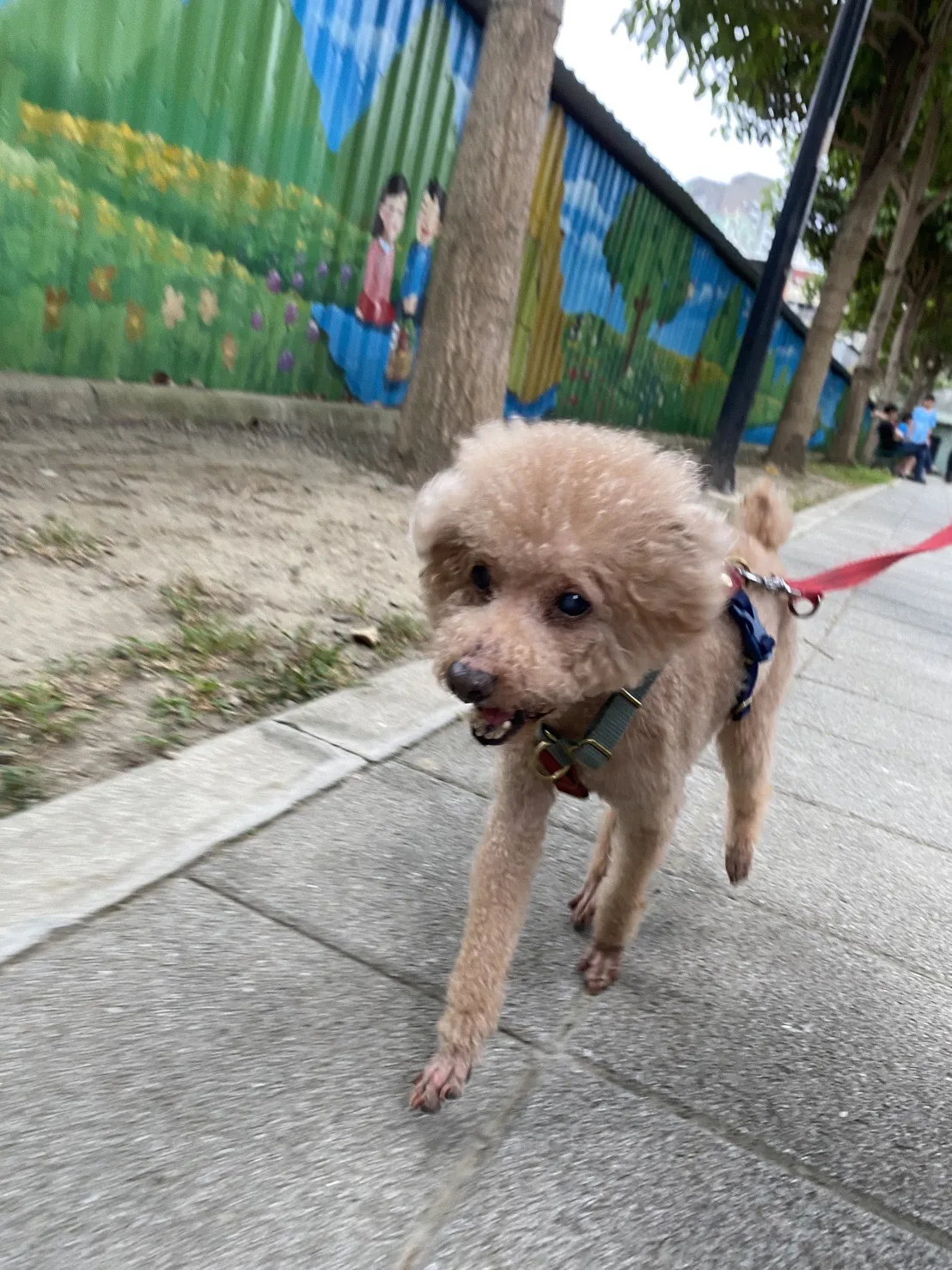 麻糬阿木工作室