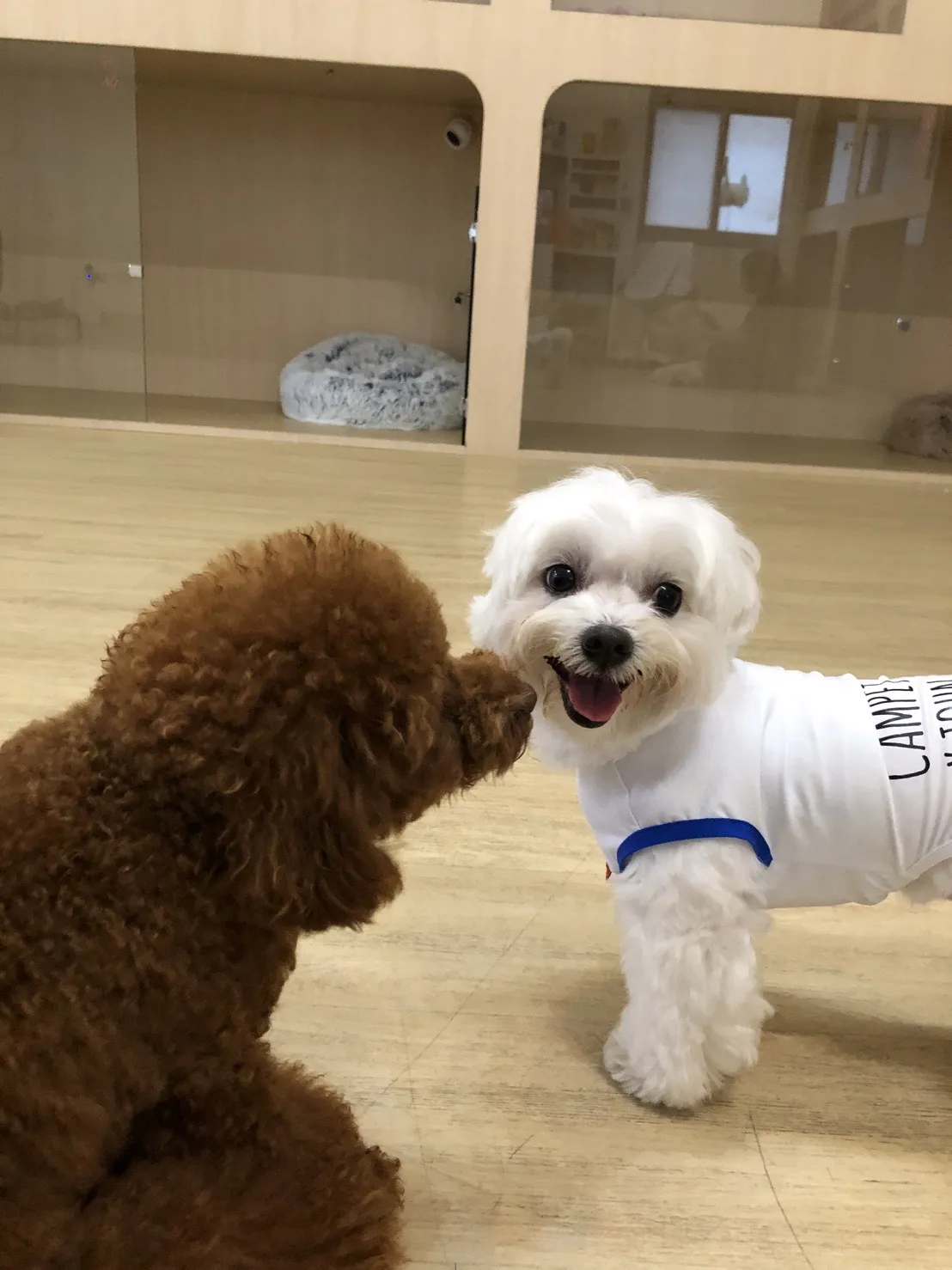 麻糬阿木工作室