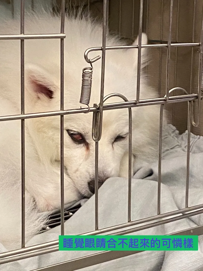 雪之犬寵物美容店