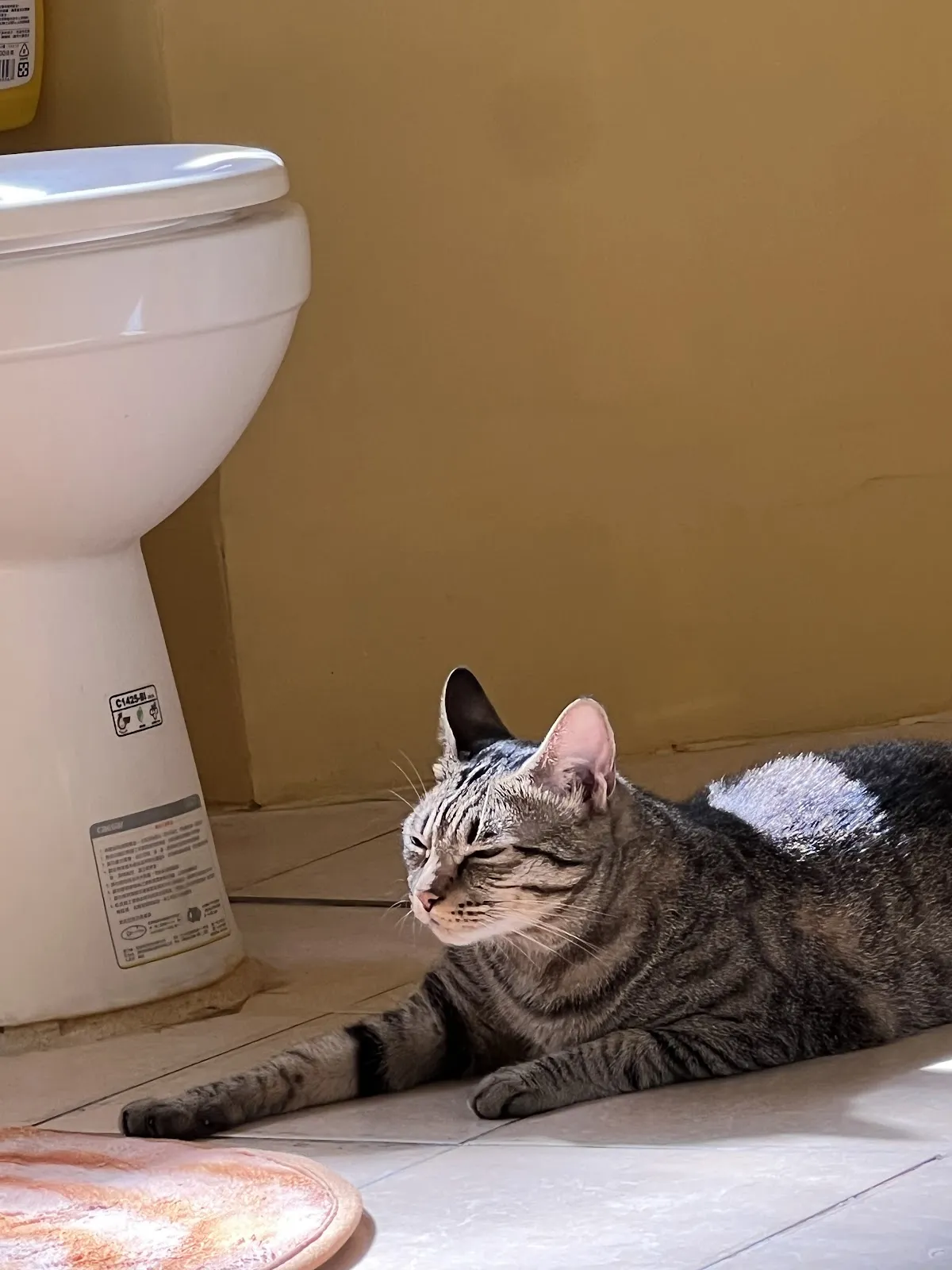 金寶寵物美容坊