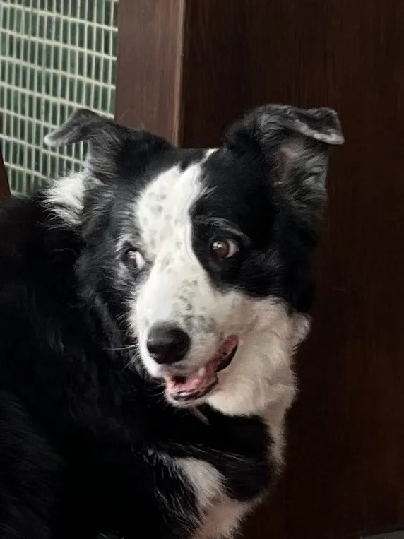 金寶寵物美容坊