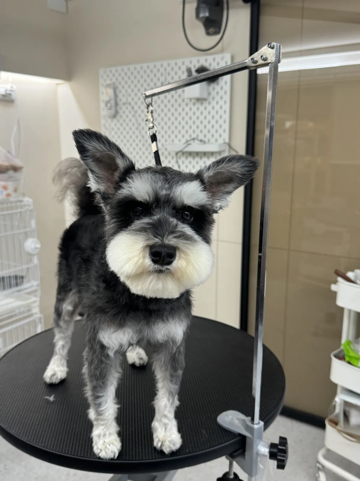 樂維格寵物生活工作室