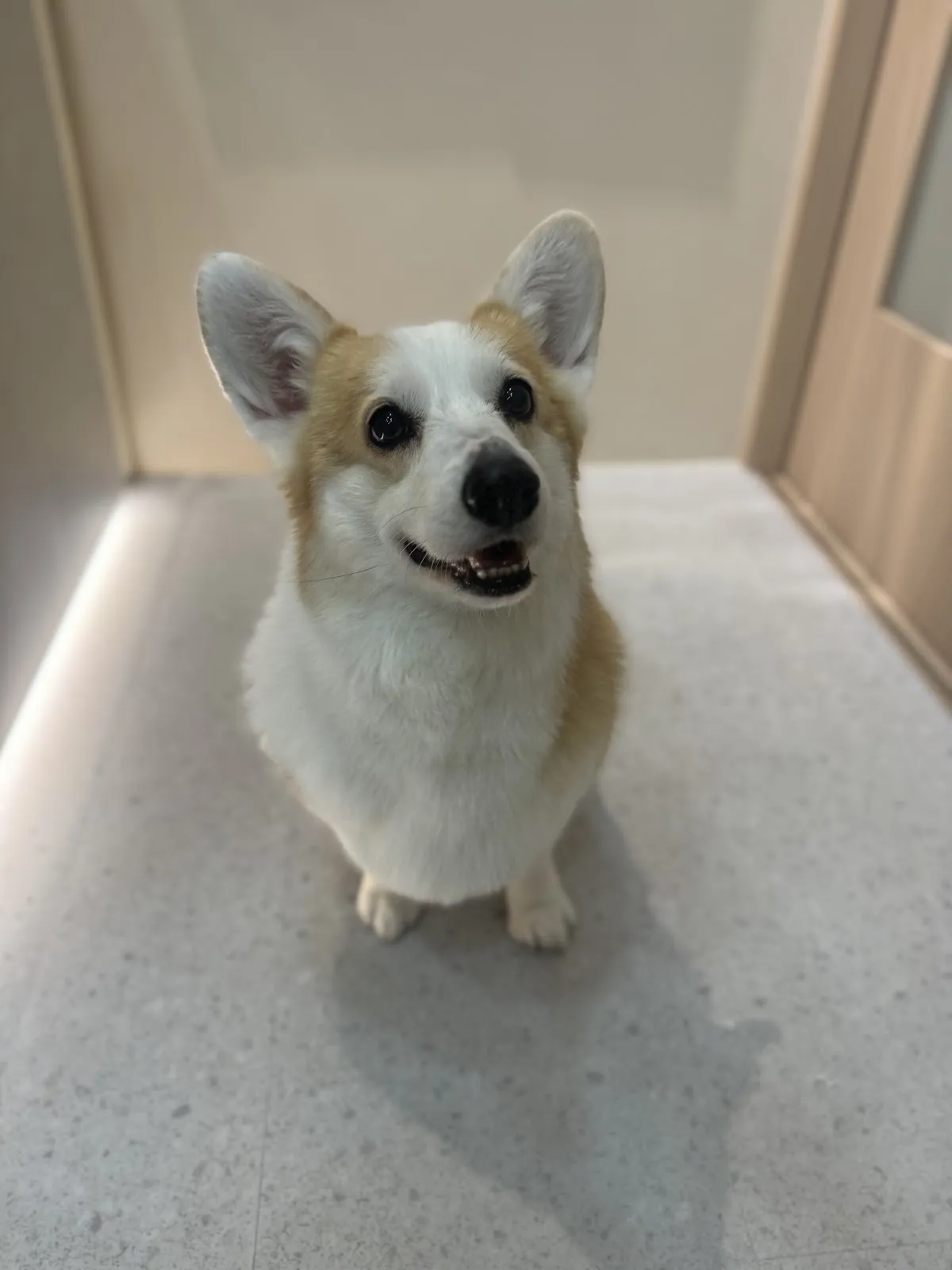 樂維格寵物生活工作室