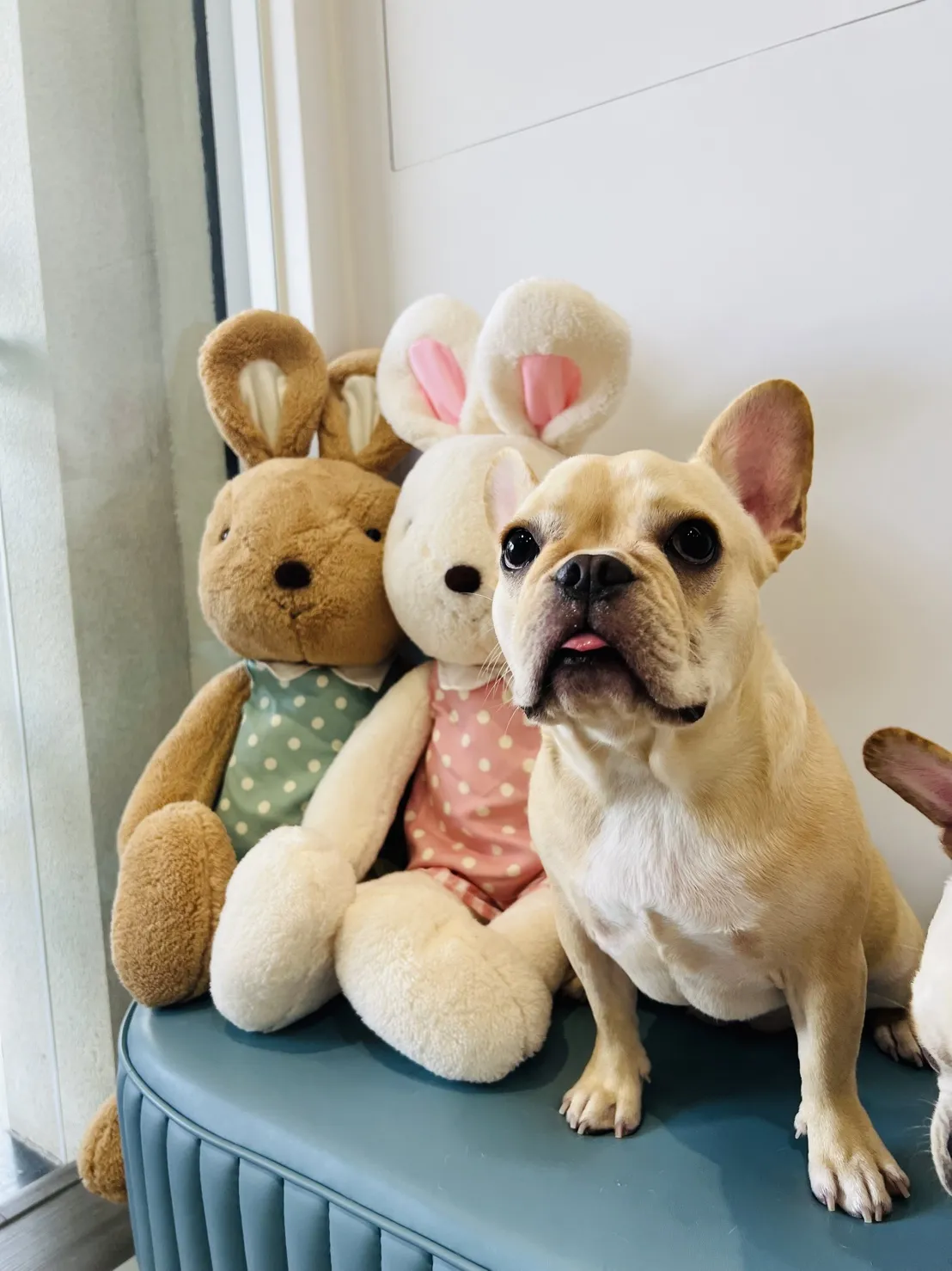 艾米樂寵物美學