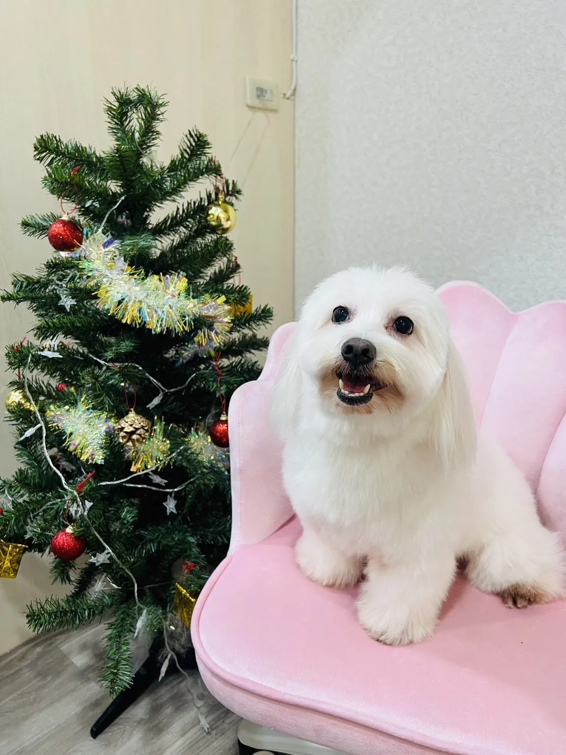 艾米樂寵物美學