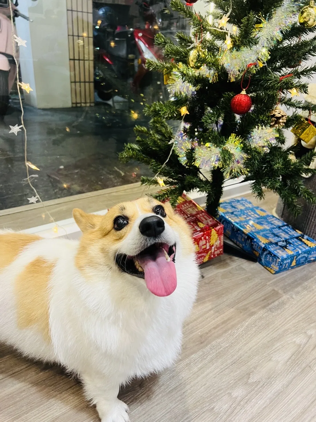 艾米樂寵物美學