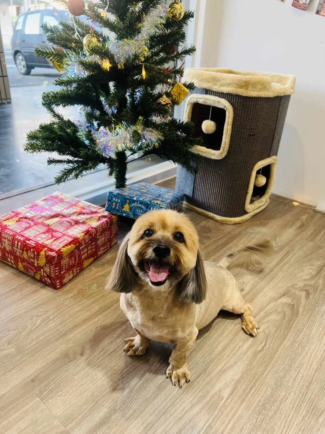 艾米樂寵物美學