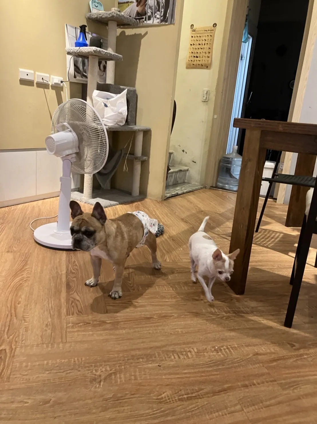 派對小姐寵物旅館