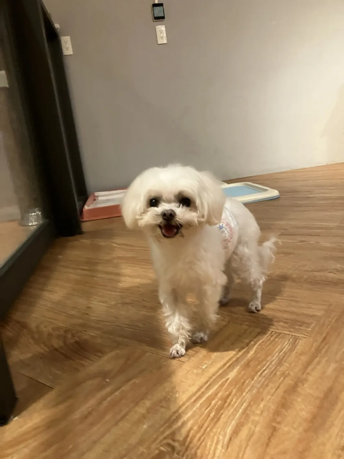 派對小姐寵物旅館