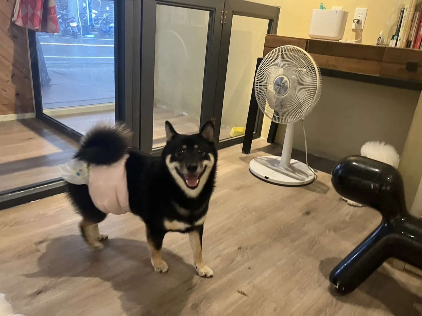 派對小姐寵物旅館