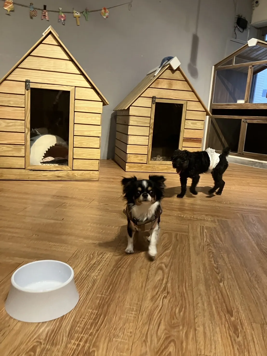 派對小姐寵物旅館