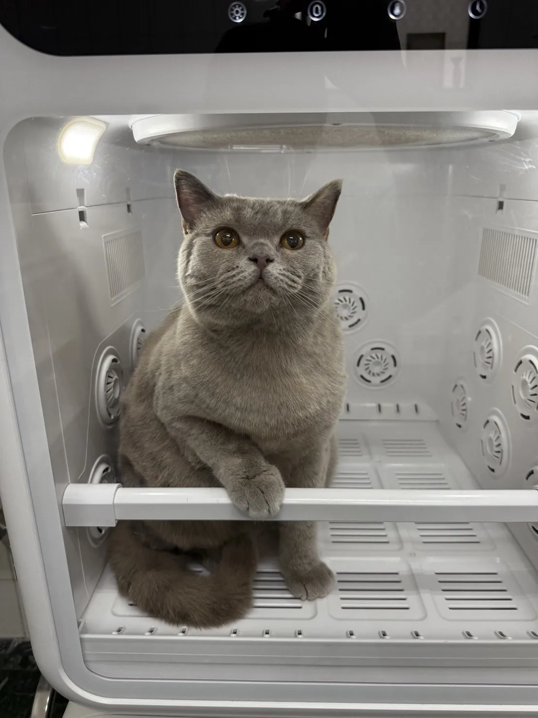 小貓貓園寵物專賣店