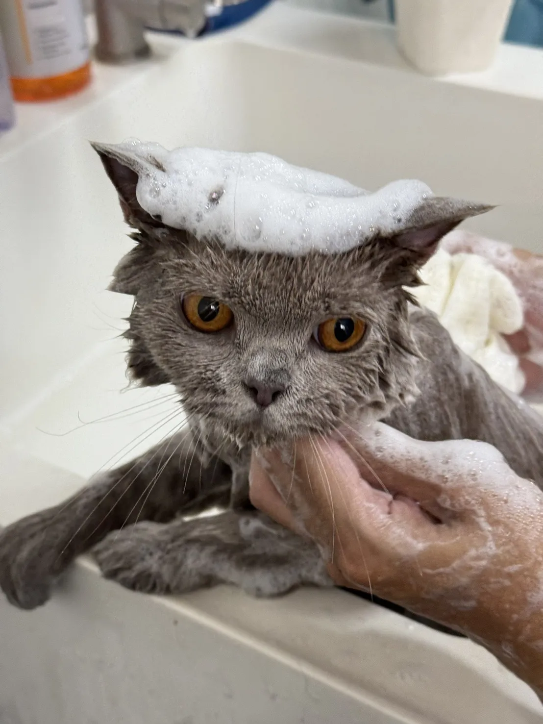 小貓貓園寵物專賣店