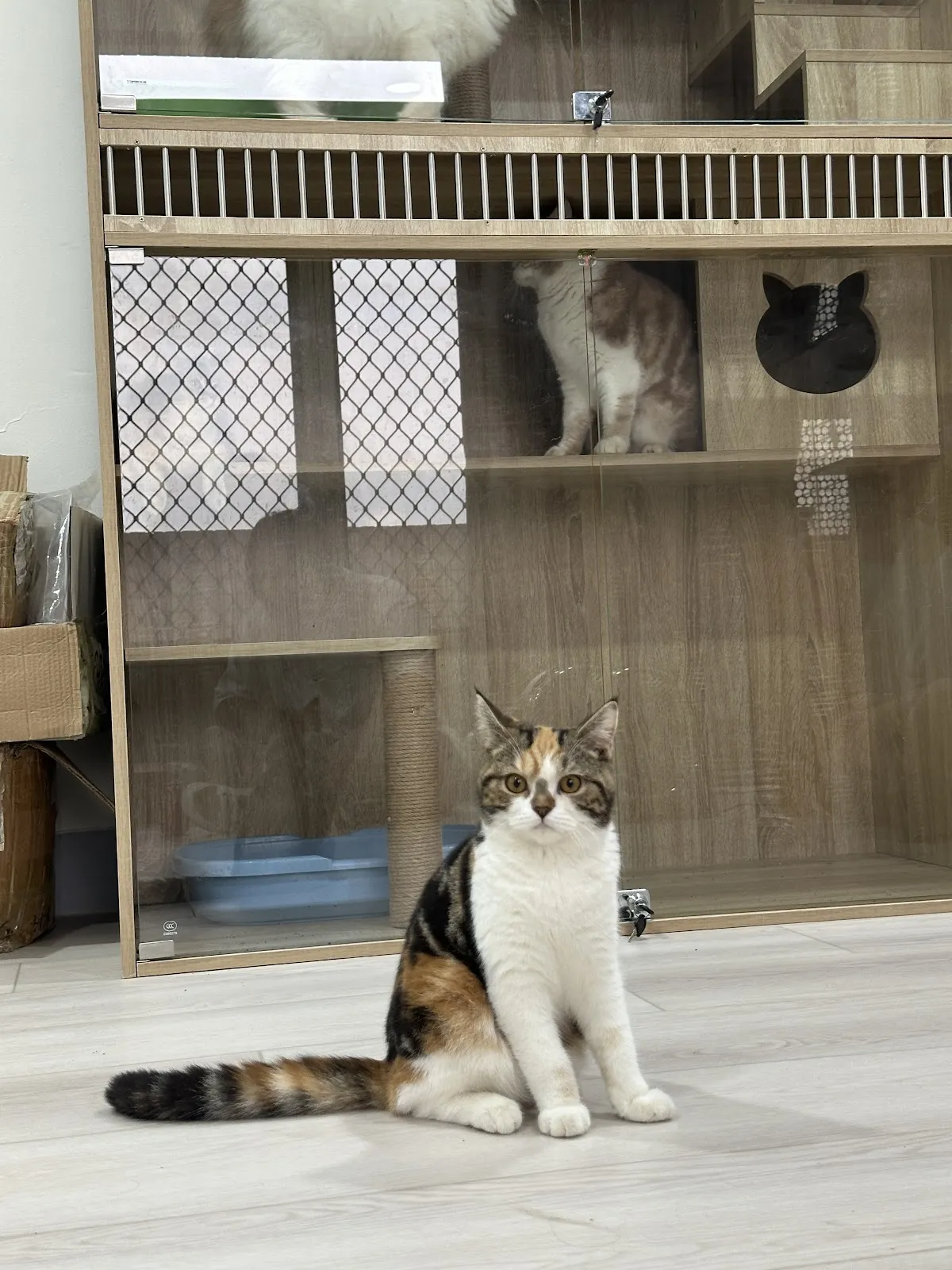 小貓貓園寵物專賣店