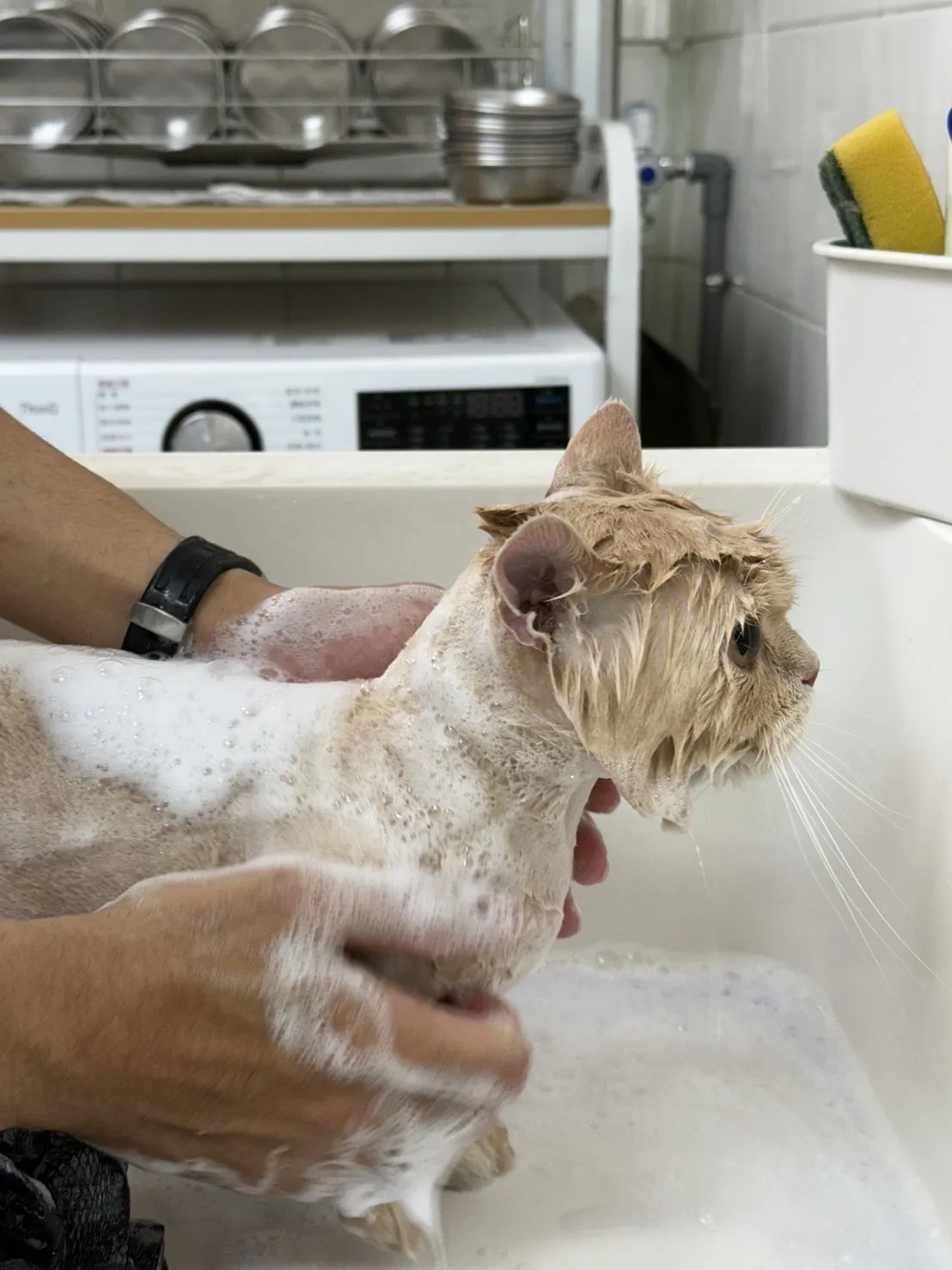 小貓貓園寵物專賣店