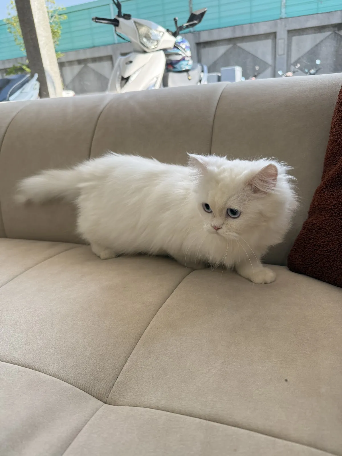 小貓貓園寵物專賣店