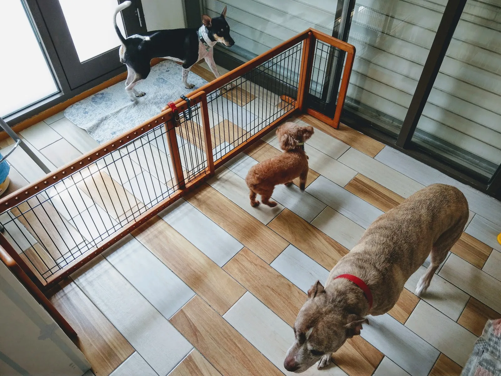 我與狗寵物旅館