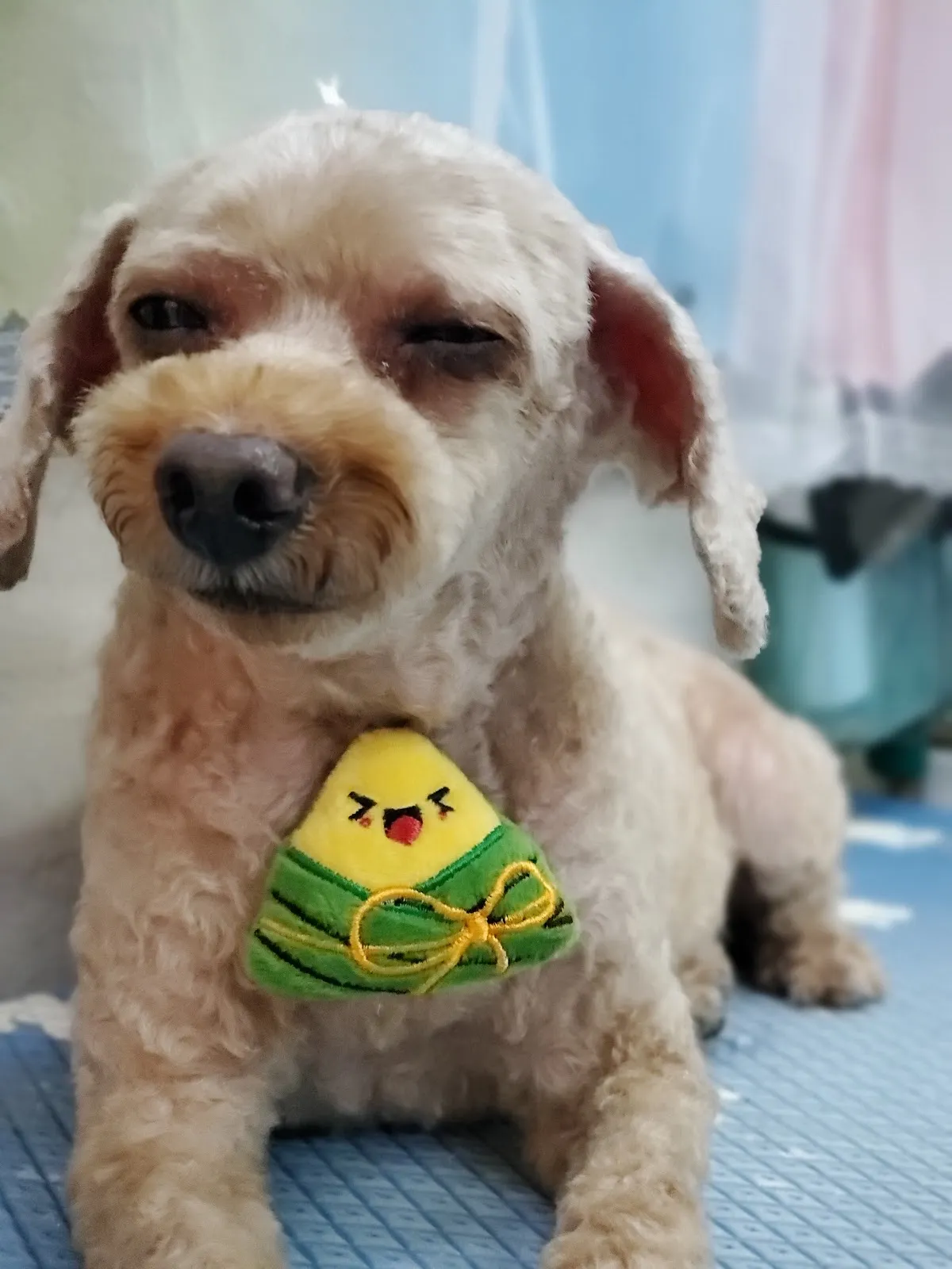 汪汪掀被寵物沙龍