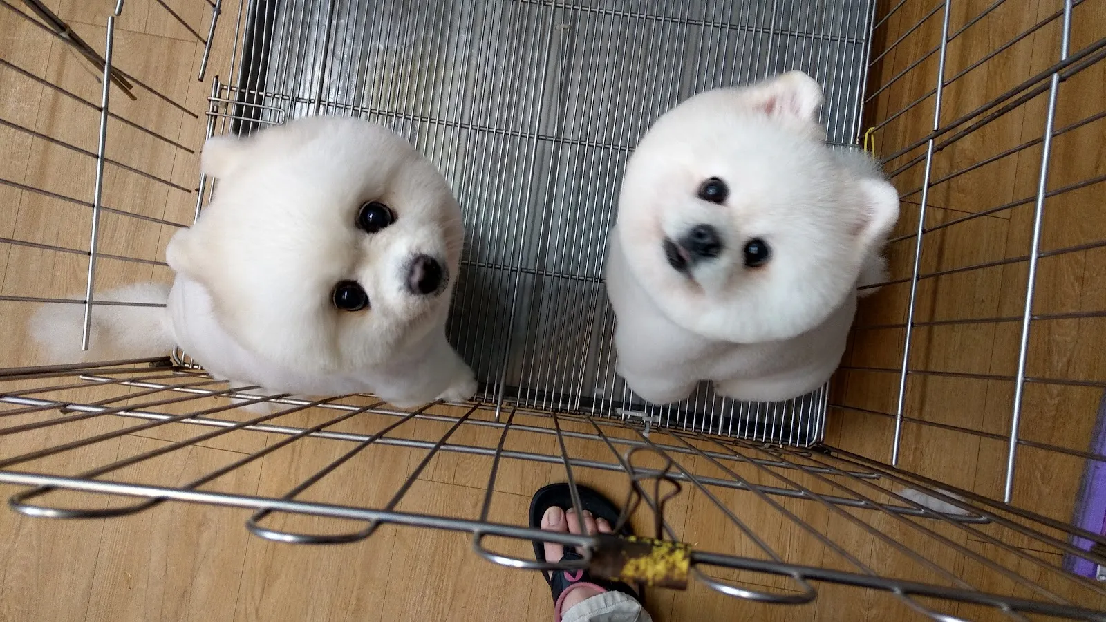 汪汪掀被寵物沙龍