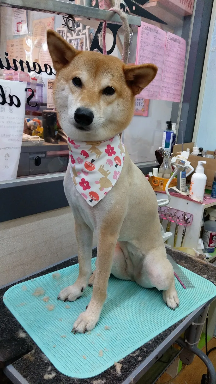 汪汪掀被寵物沙龍