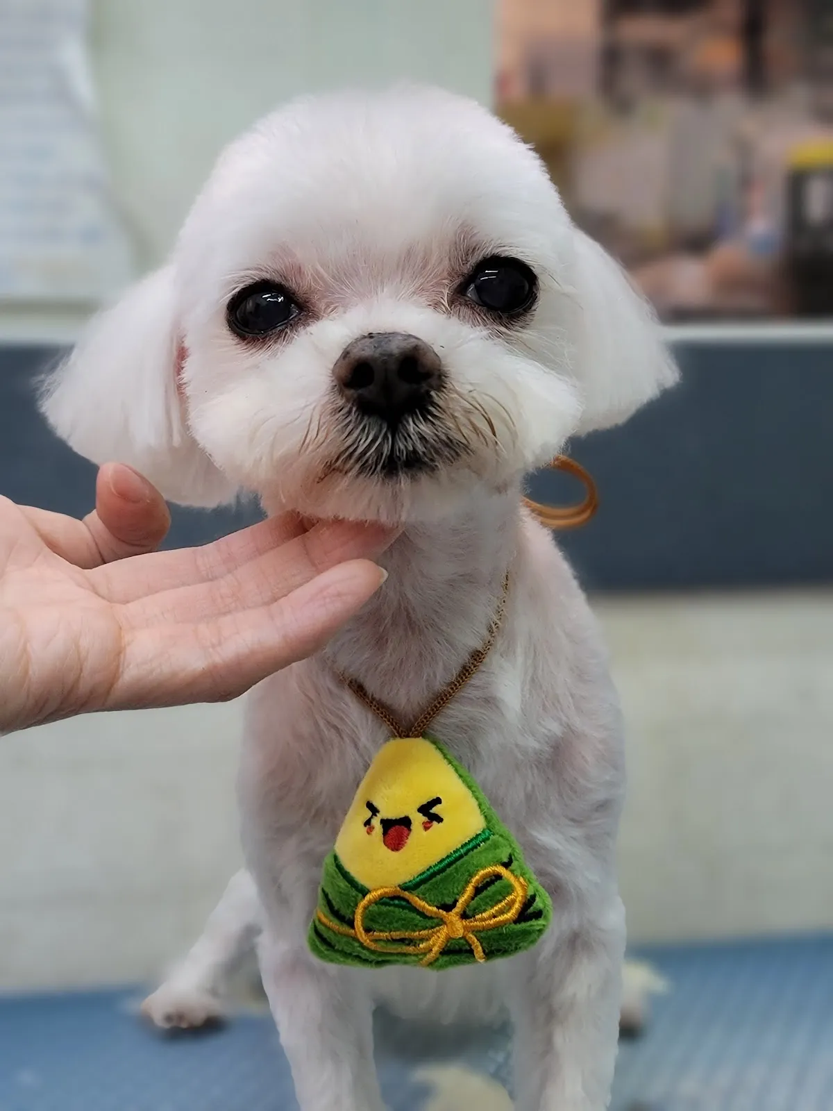 汪汪掀被寵物沙龍