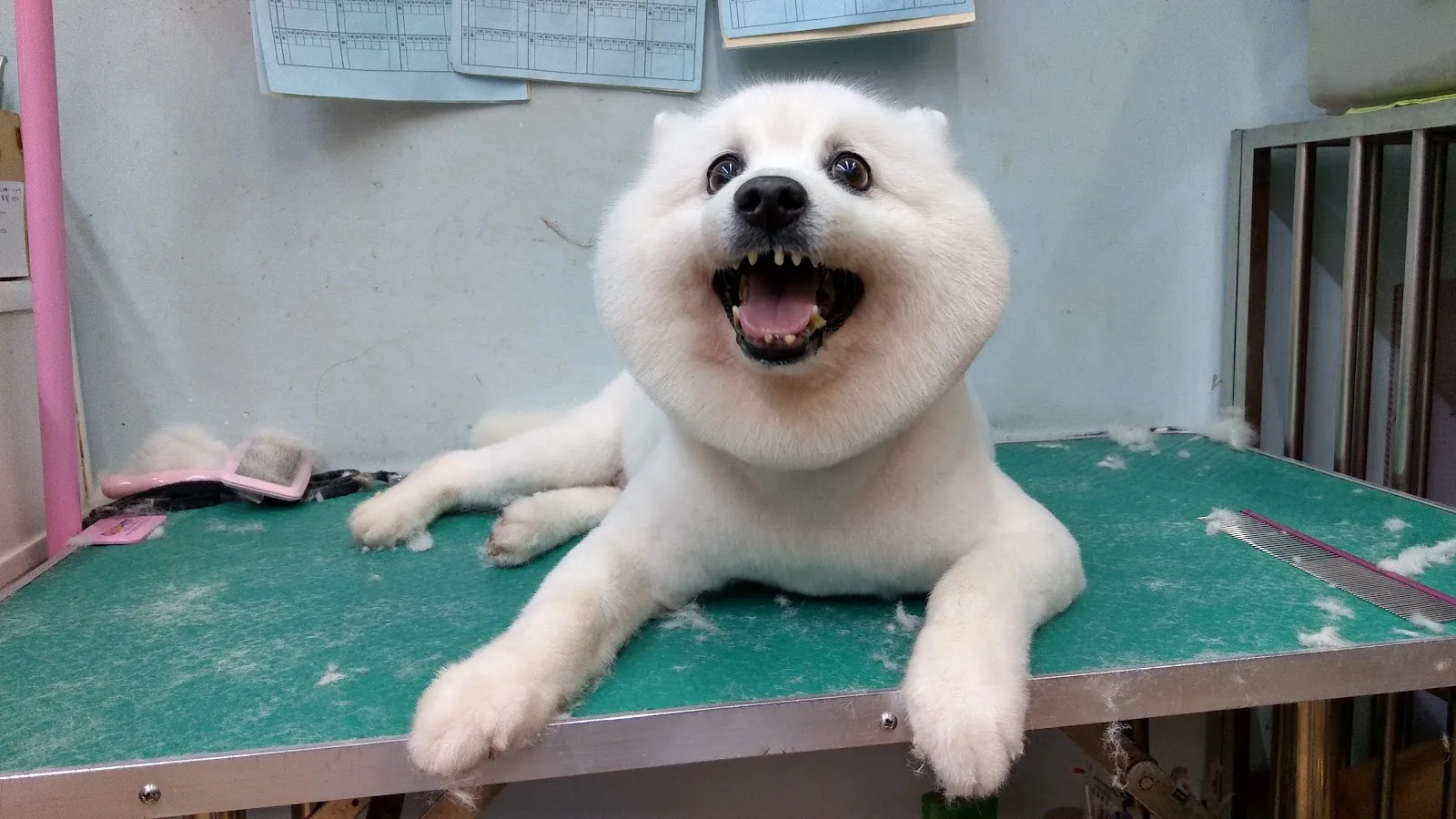 汪汪掀被寵物沙龍