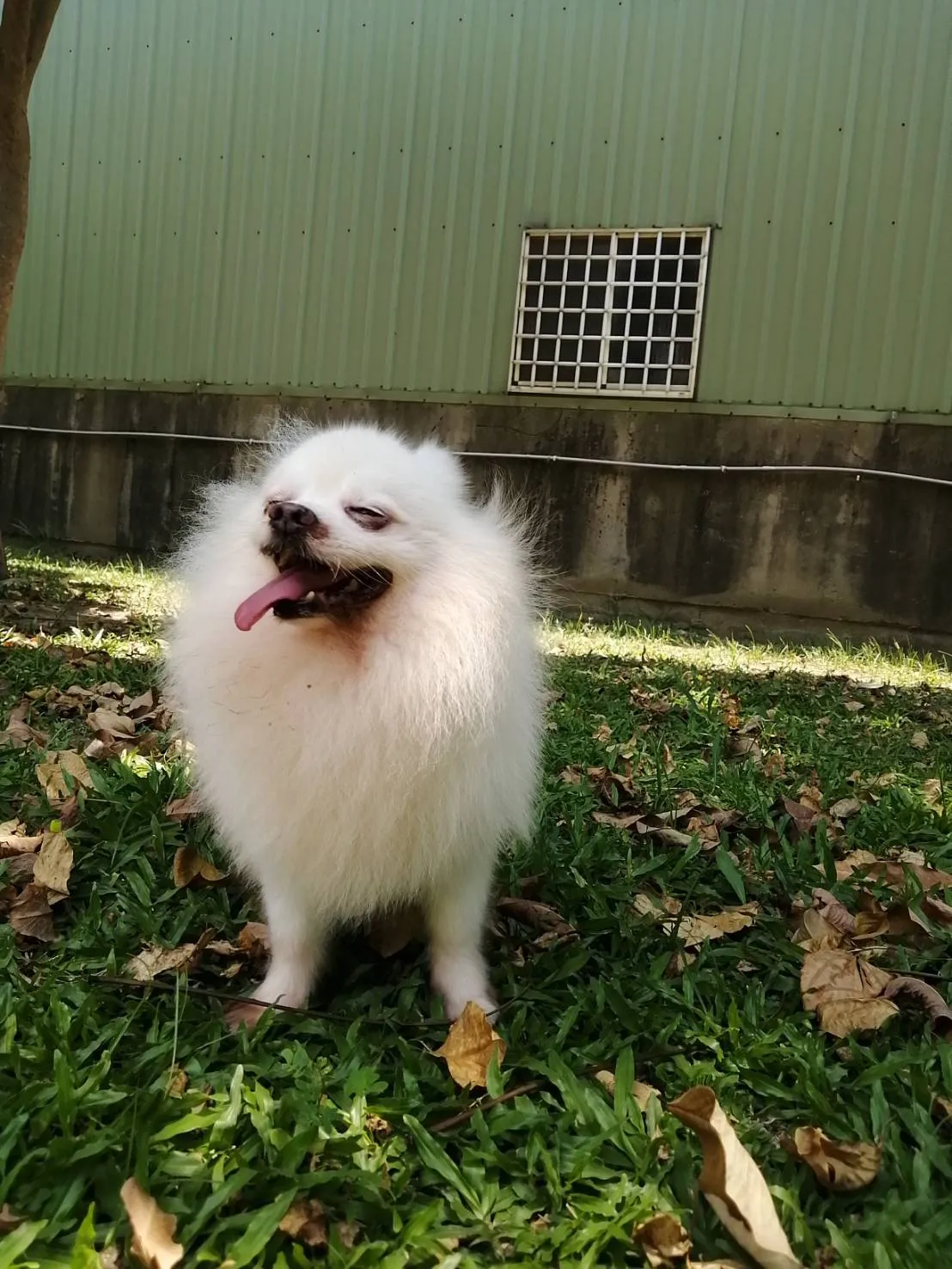 汪汪掀被寵物沙龍