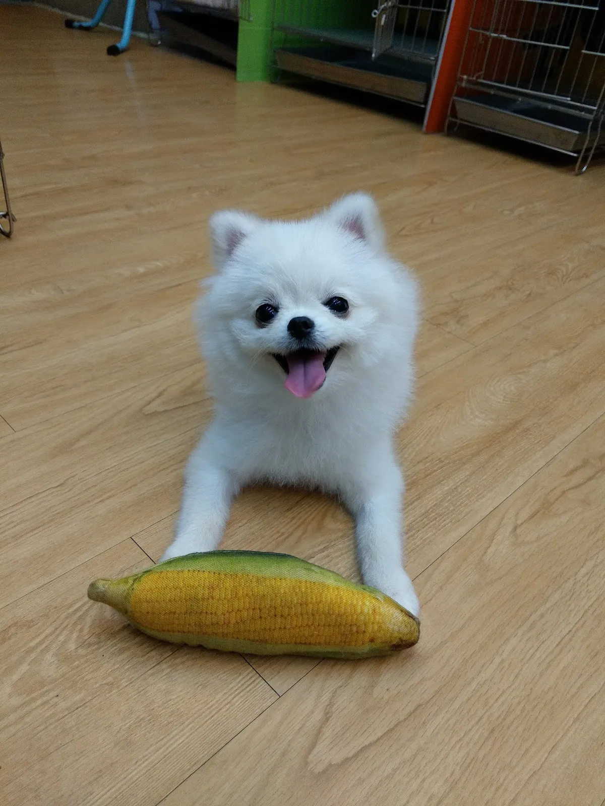 汪汪掀被寵物沙龍