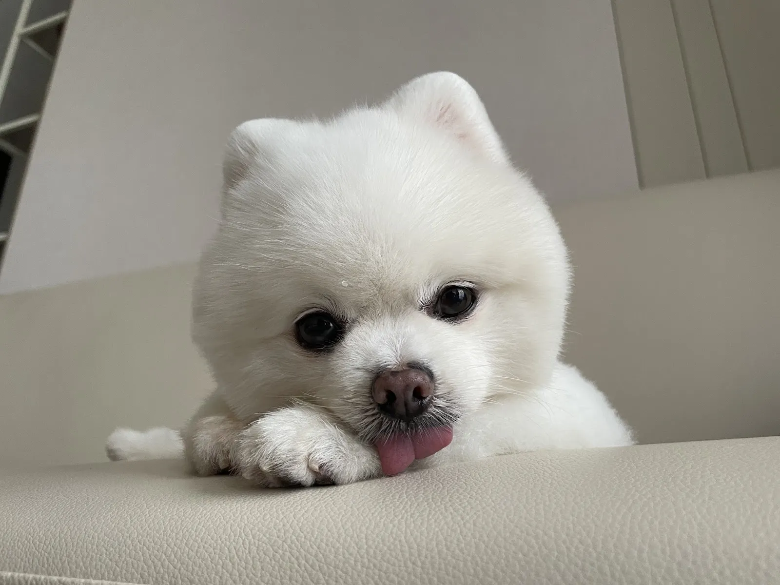 汪汪掀被寵物沙龍