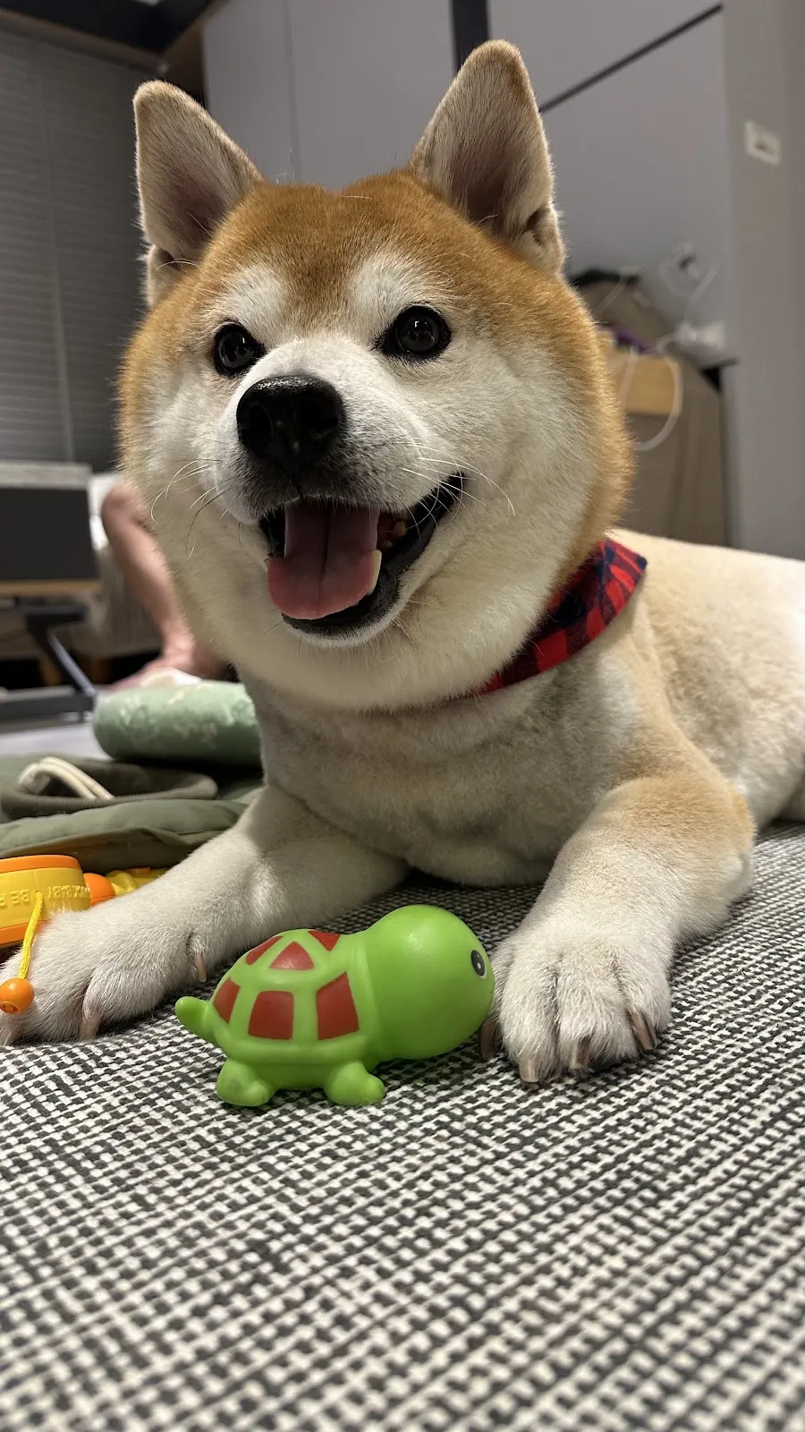 汪汪掀被寵物沙龍