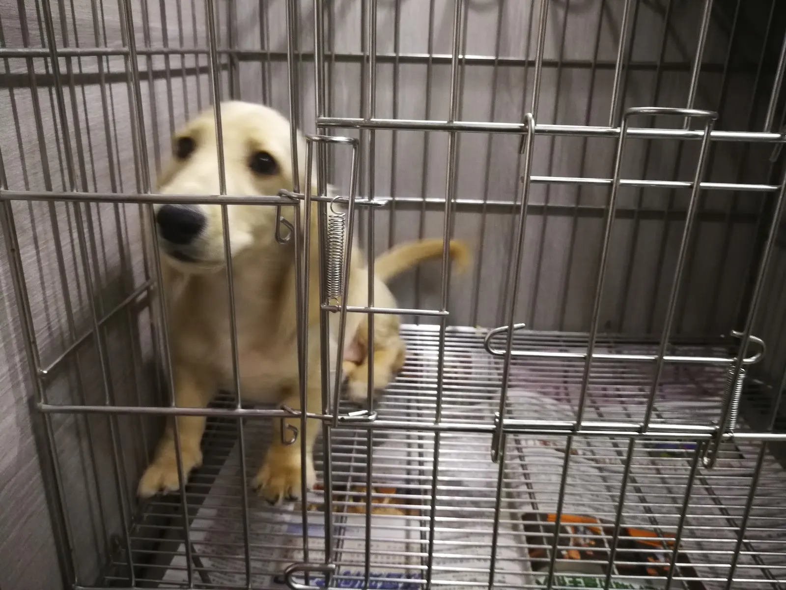 家寶寵物店(貓)