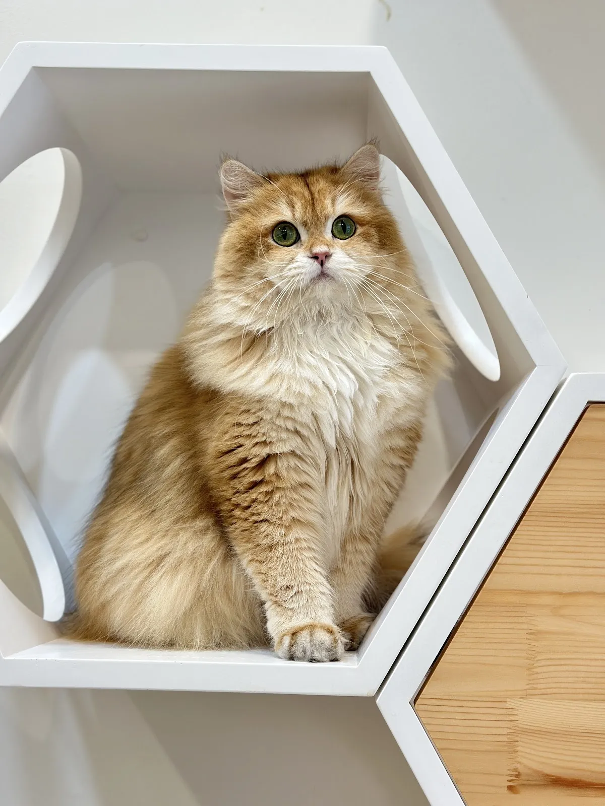 家寶寵物店(貓)