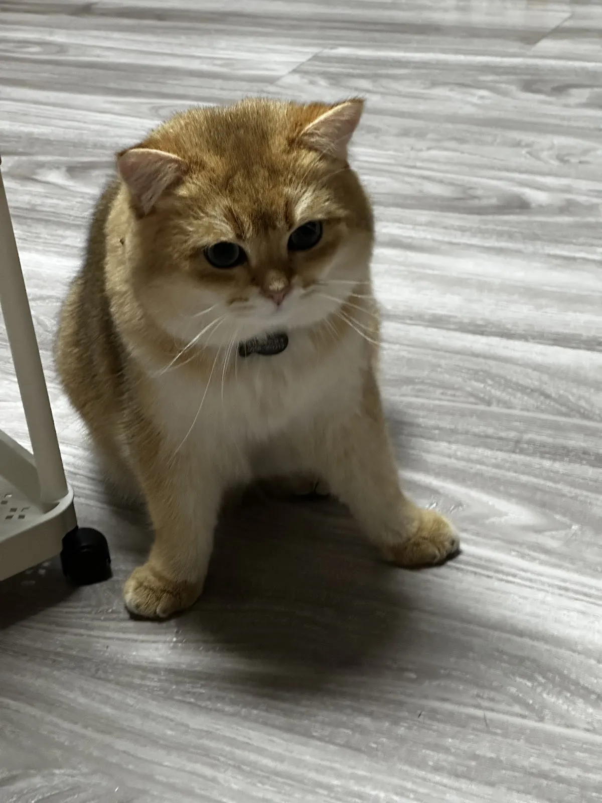 凱特伯爵藍布偶貓舍