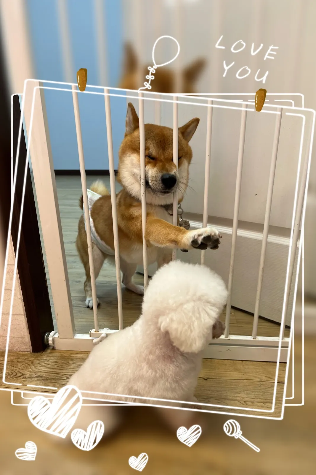 狗腳印寵物工作室