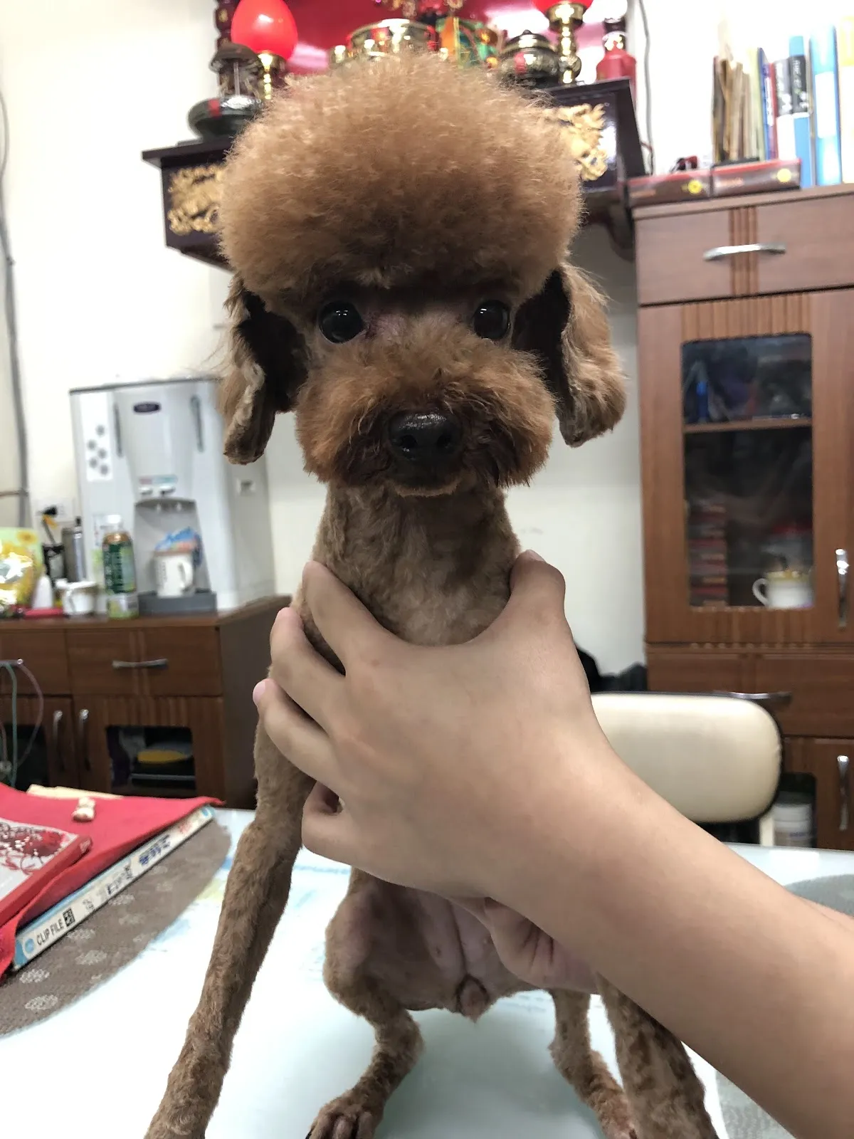 愛犬寵物坊