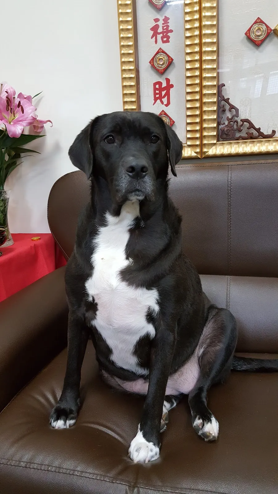 儷登愛犬美容工作室