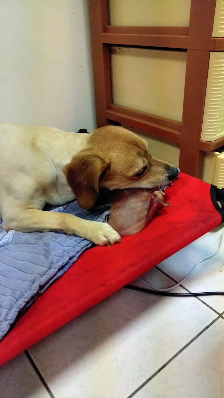 儷登愛犬美容工作室