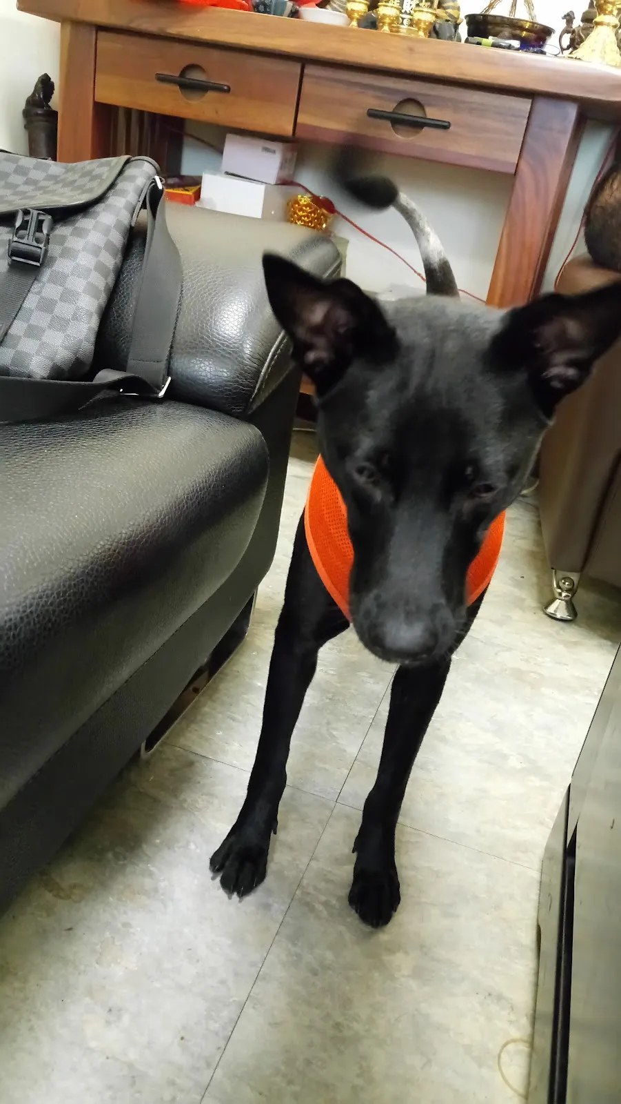 儷登愛犬美容工作室