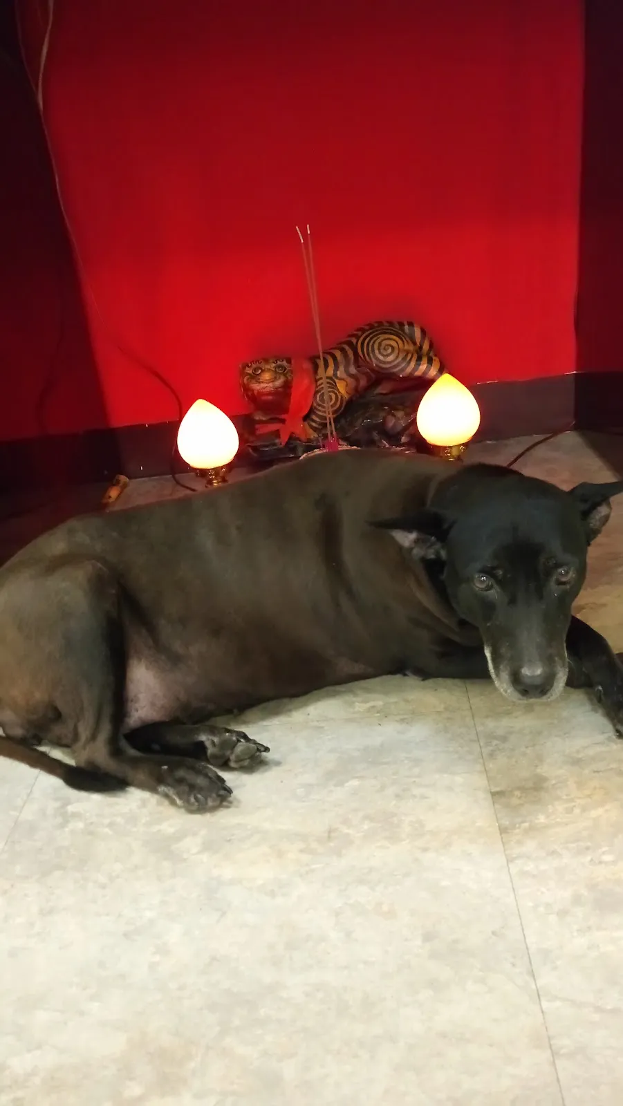 儷登愛犬美容工作室