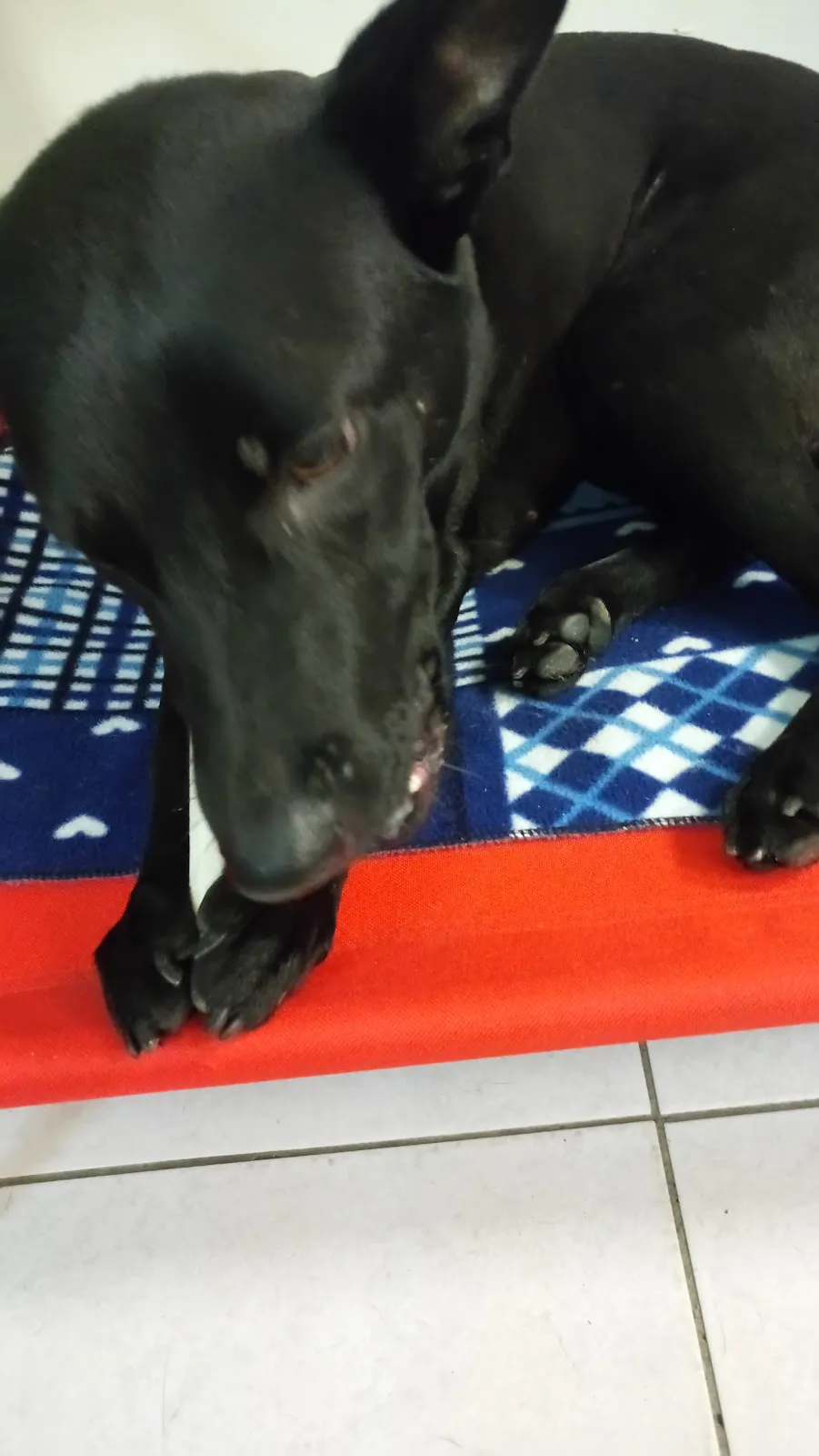 儷登愛犬美容工作室