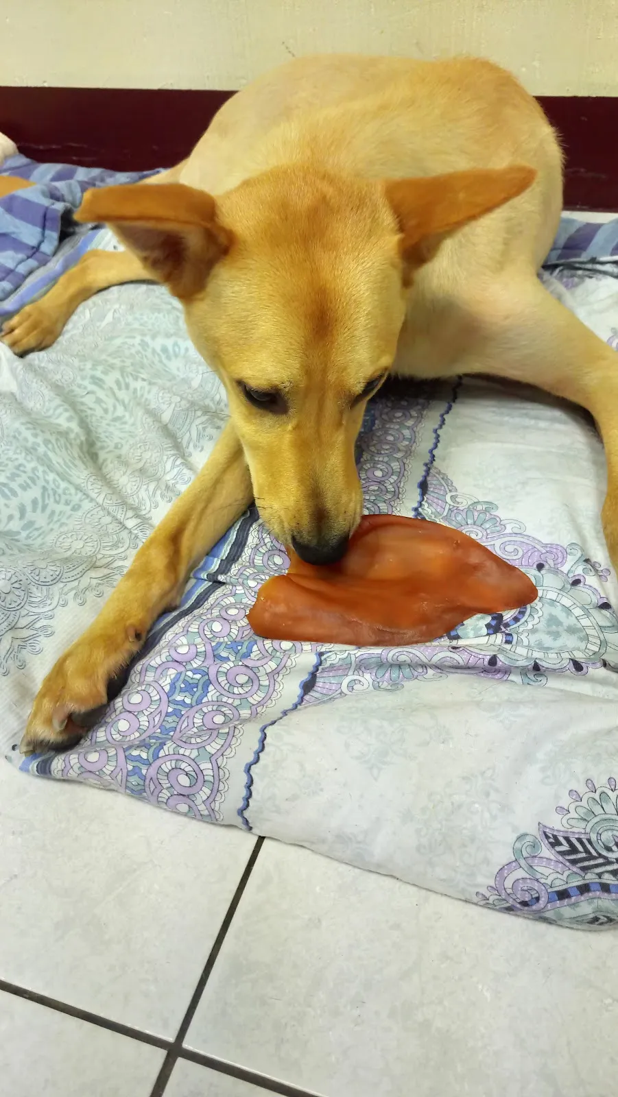 儷登愛犬美容工作室