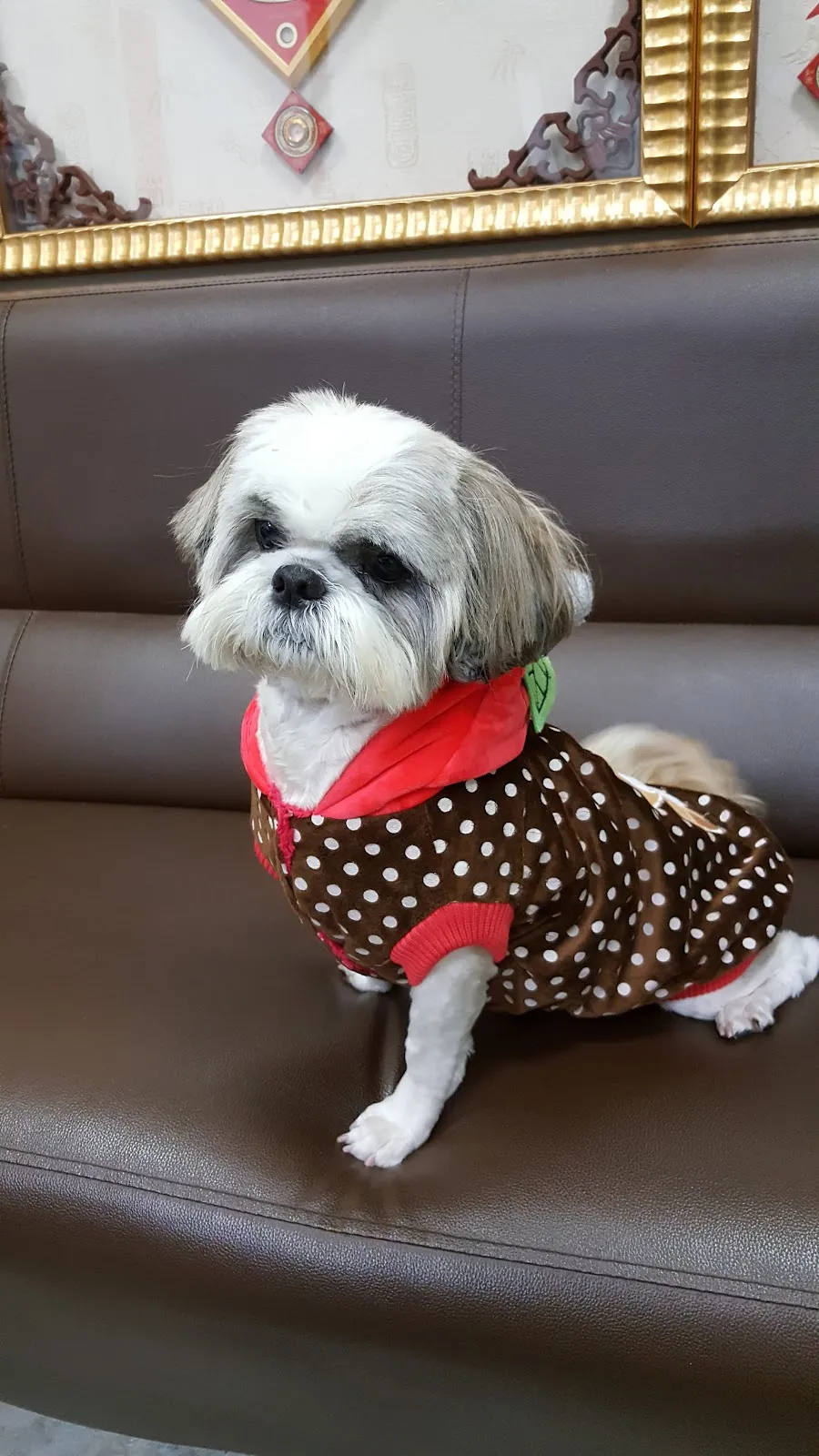 儷登愛犬美容工作室