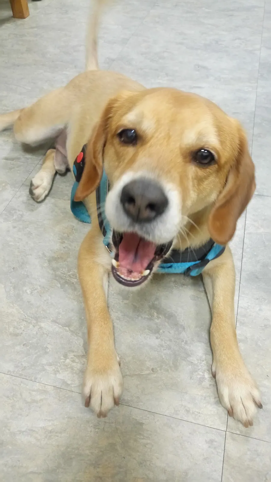 儷登愛犬美容工作室