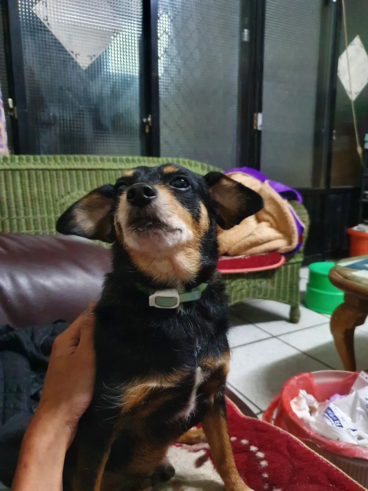 山芙蓉寵物沙龍店