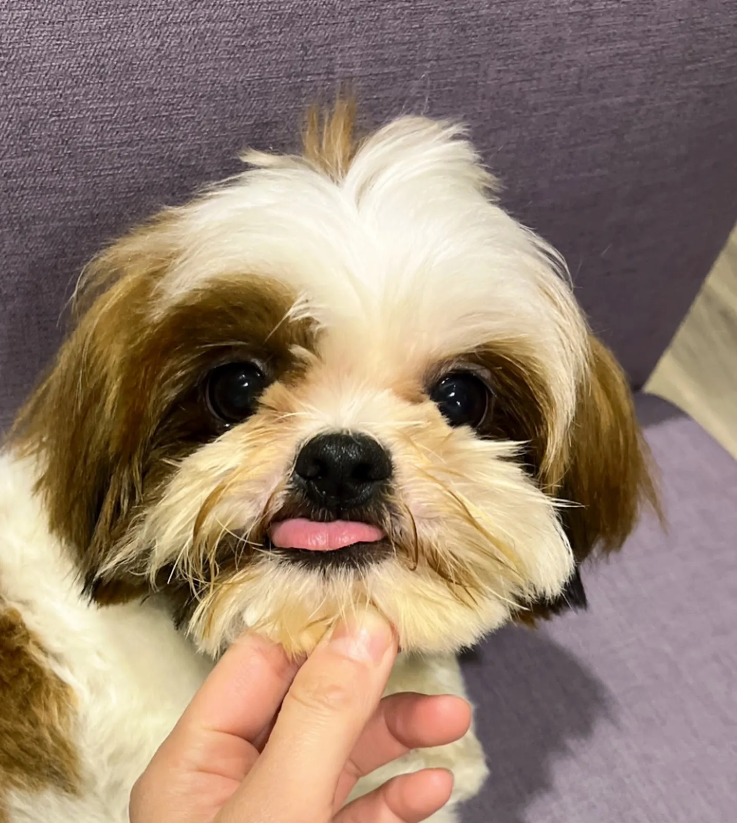 酷嘎寵物時尚美學