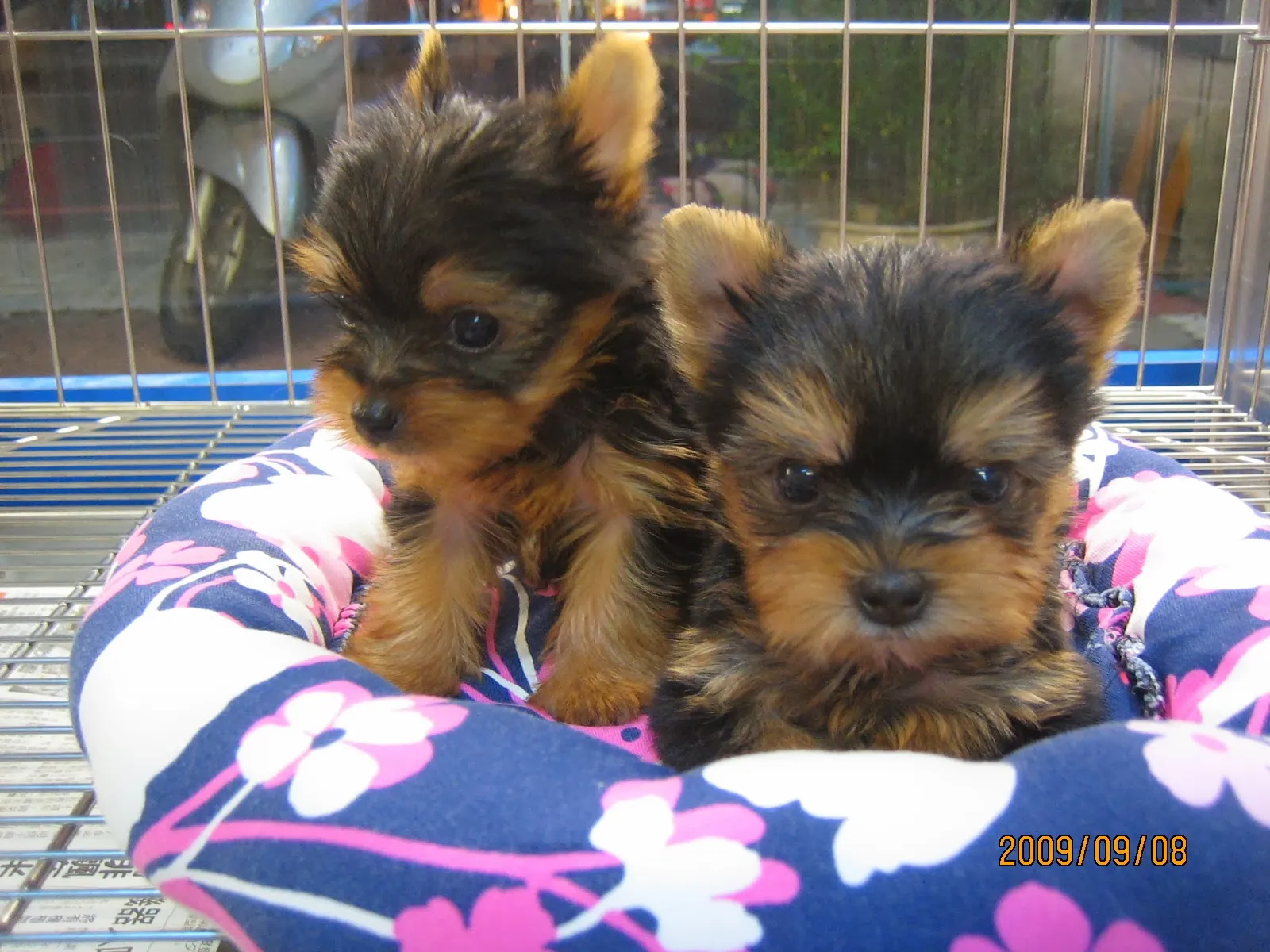 芭芭拉寵物生活館(貓)