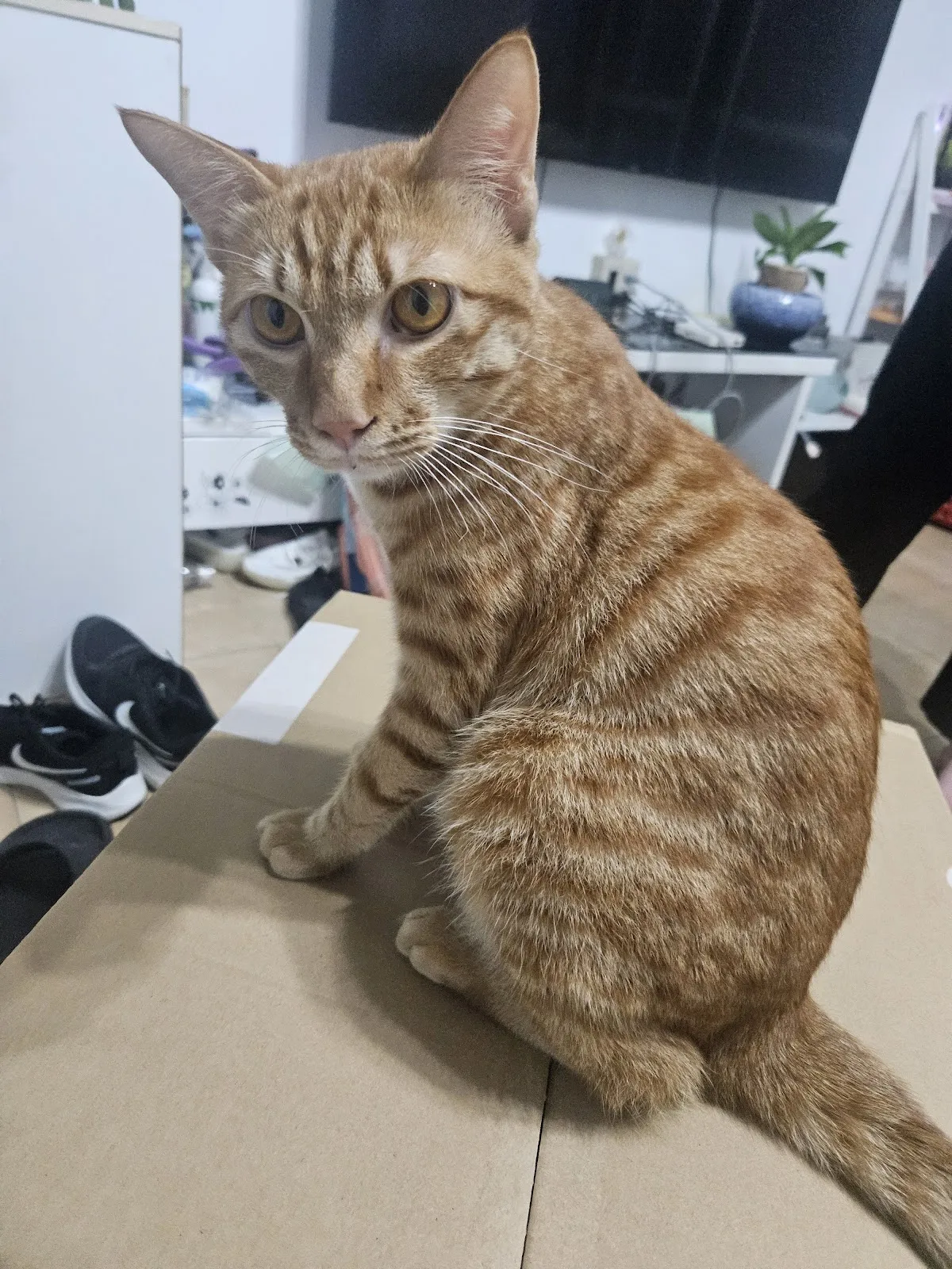 芭芭拉寵物生活館(貓)