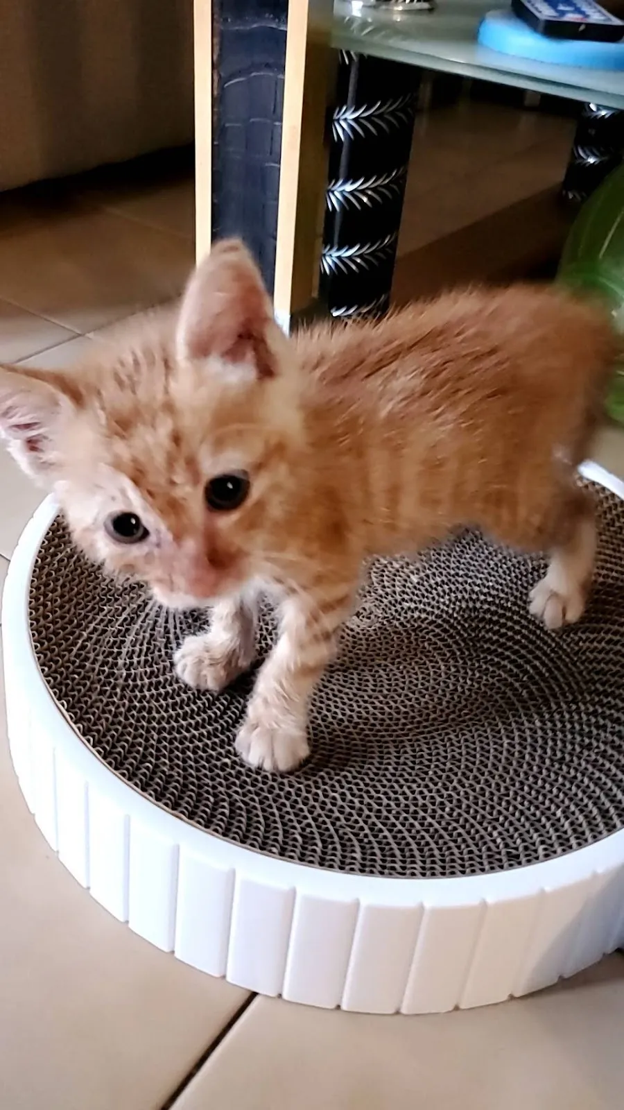 芭芭拉寵物生活館(貓)